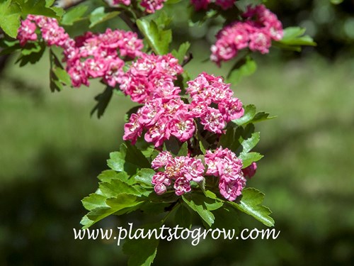 Paul's Scarlet Hawthorn (Crataegus x media)